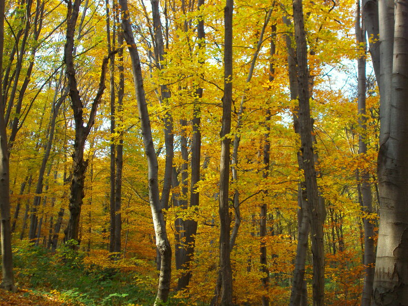 Autumn Forest with Yellow Leaves — Serene, Photograph, Trees, Forest Floor