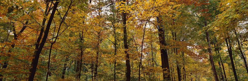 Autumn Forest with Yellow Leaves — Serene, Photograph, Trees, Green, Brown