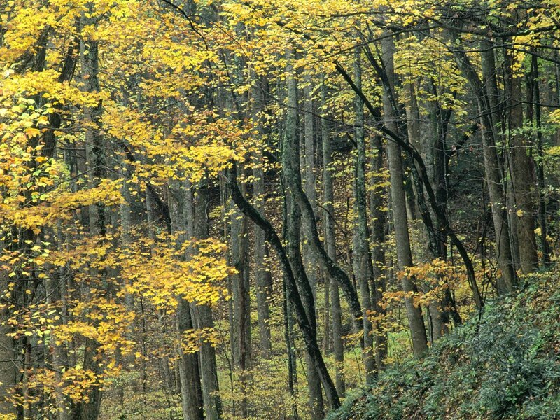 Autumn Forest with Yellow Leaves — Serene, Photograph, Trees, Green
