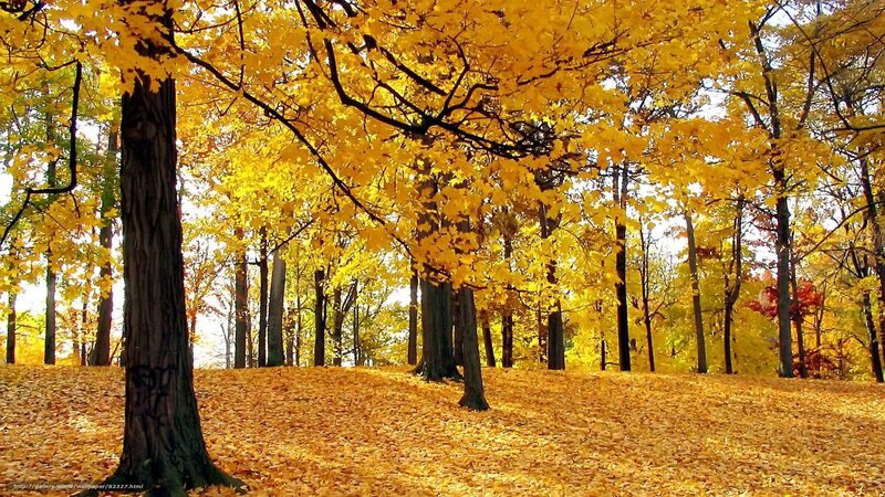 Autumn Forest with Yellow Leaves — Serene