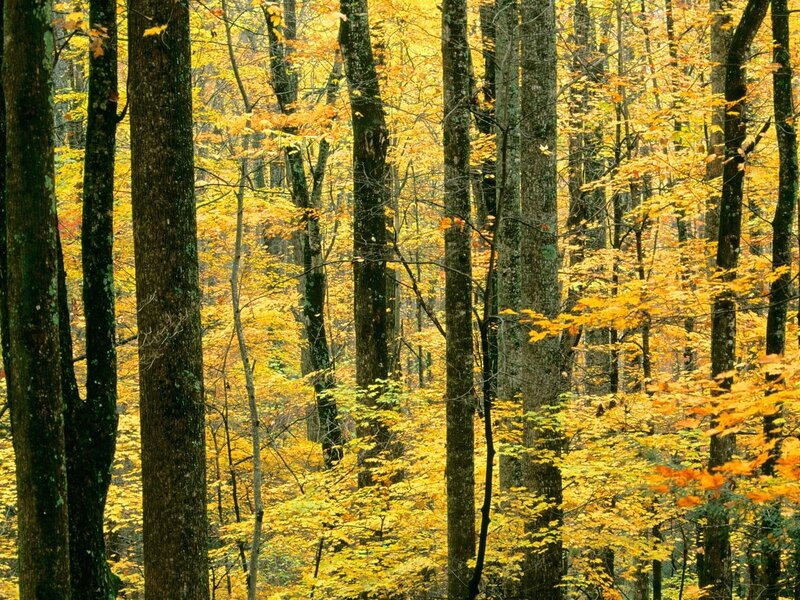 Autumn forest with yellow leaves