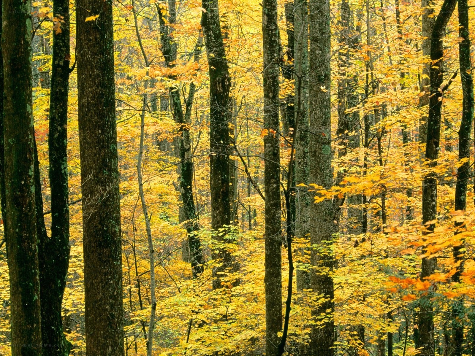 Autumn forest with yellow leaves