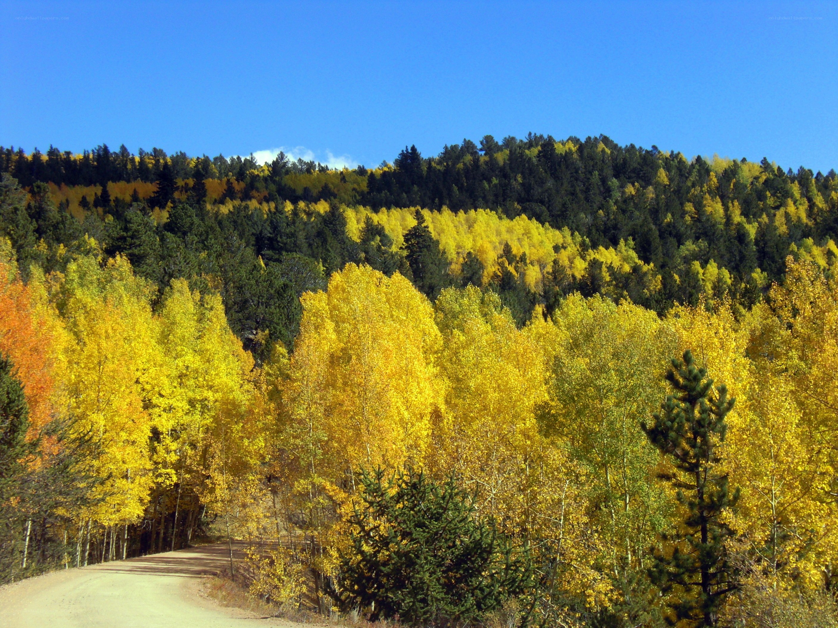 Autumn forest with yellow trees