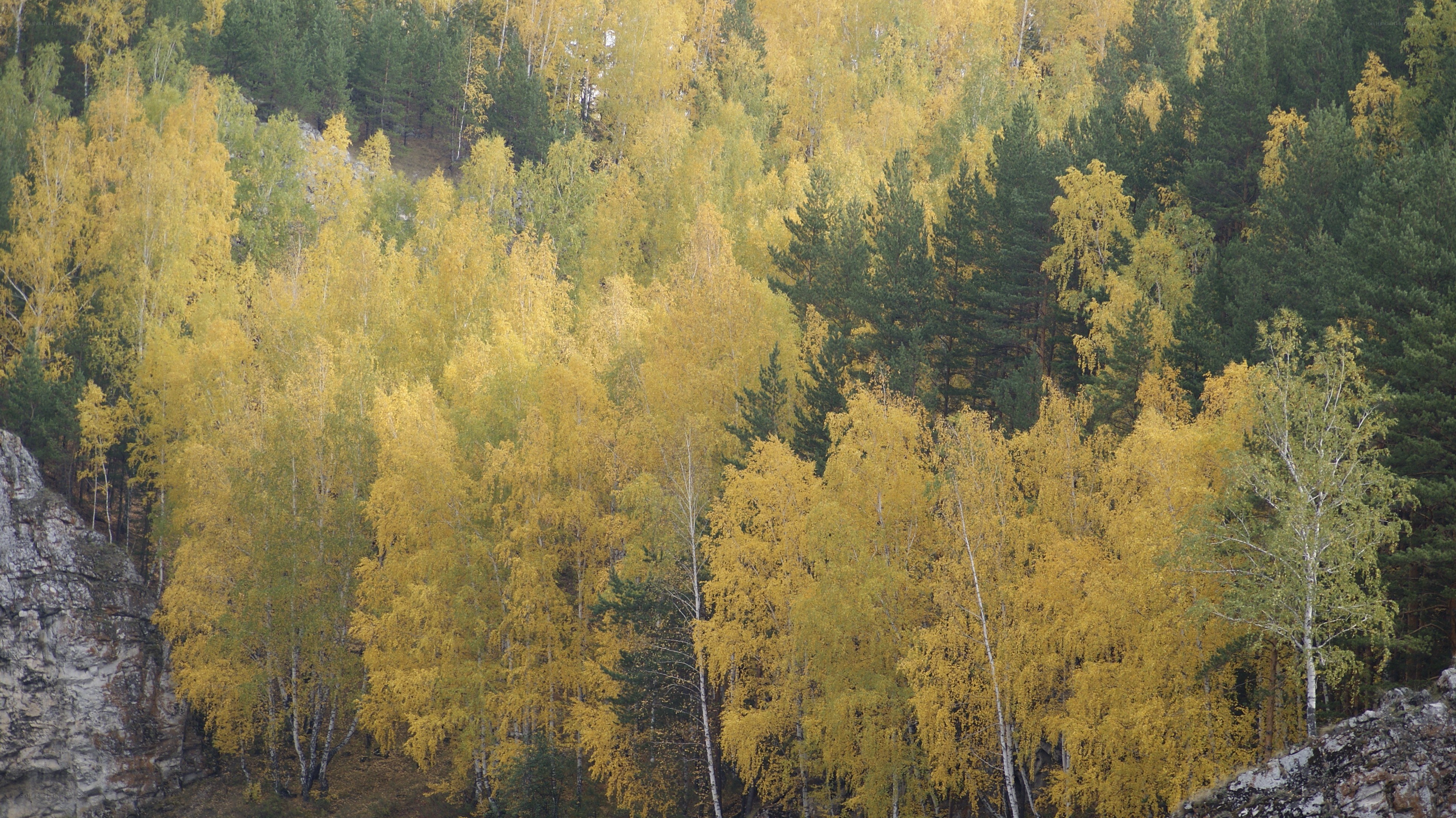 Autumn forest with yellow trees