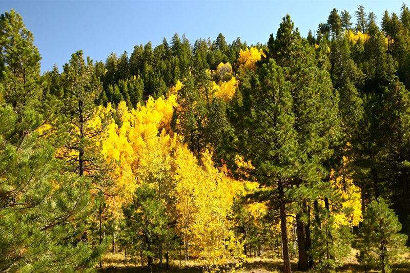 Autumn Forest with Yellow Trees — Green