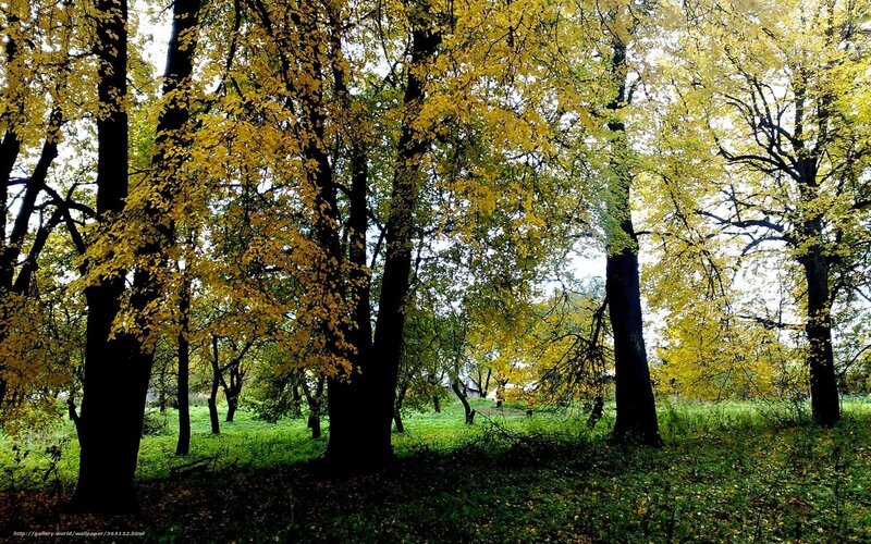 Autumn Forest with Yellow Trees — Serene, Photograph
