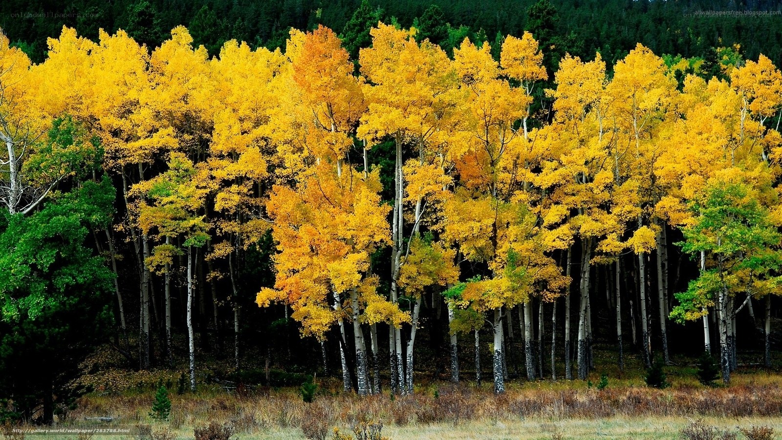 Autumn forest with yellow trees