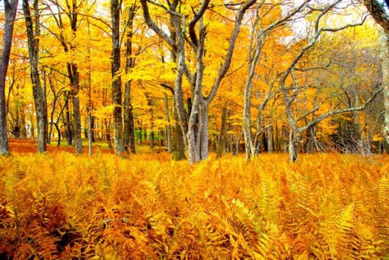 Autumn Forest — Yellow, Serene