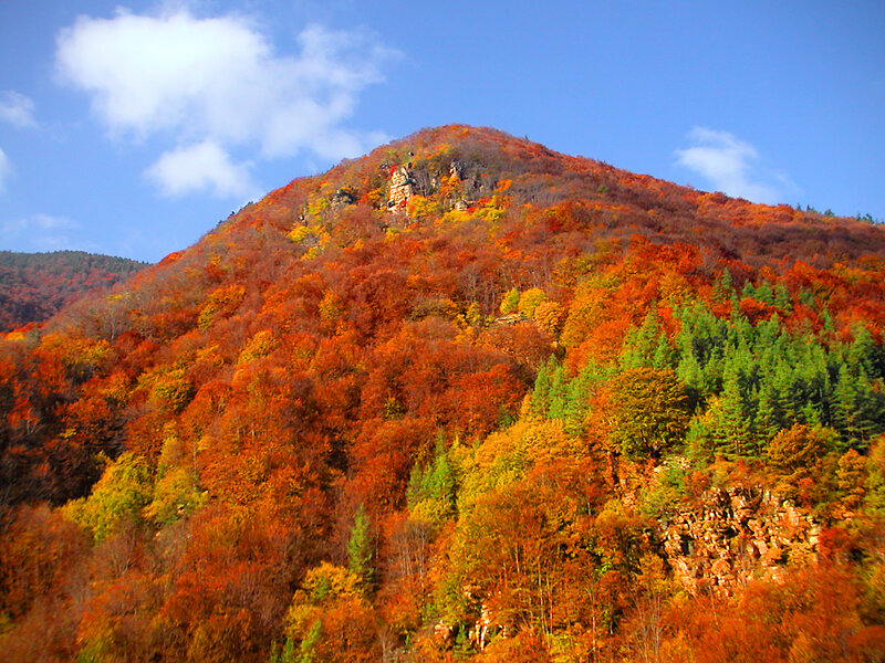 Autumn Forested Mountain
