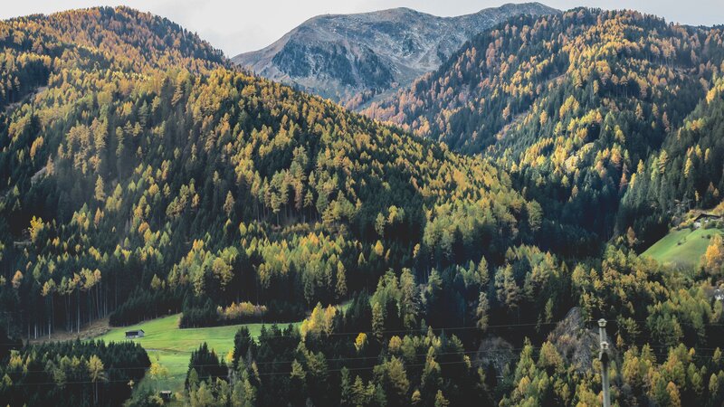 Autumn Forested Mountains — Green