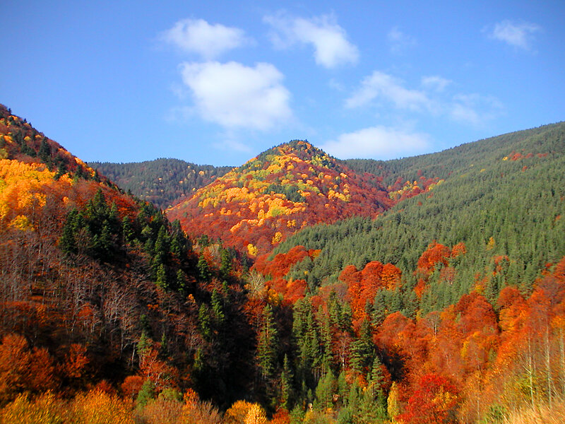 Autumn Forested Mountains