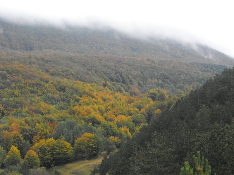 Autumn Forested Mountainside