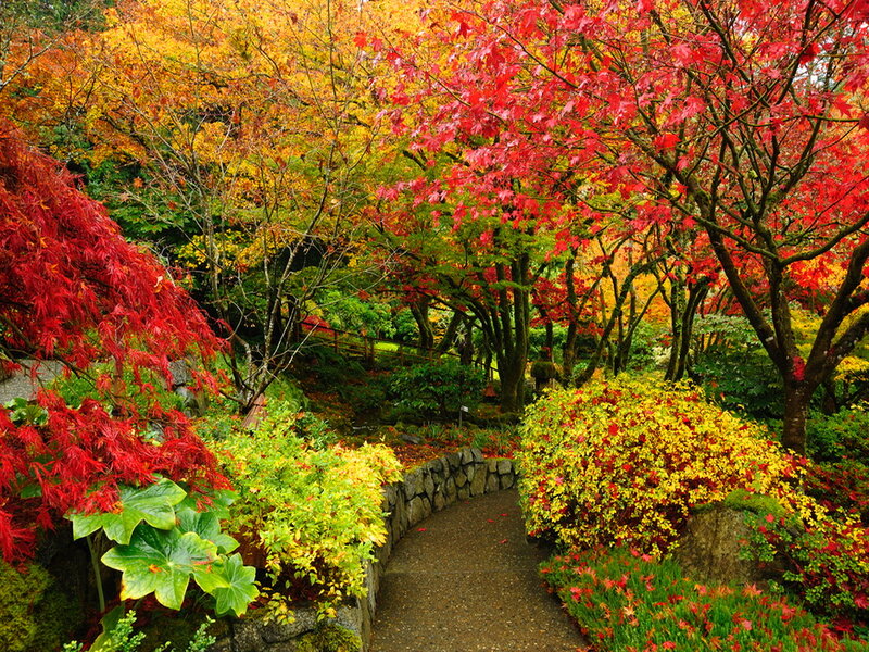 Autumn Garden Path — Red, Serene