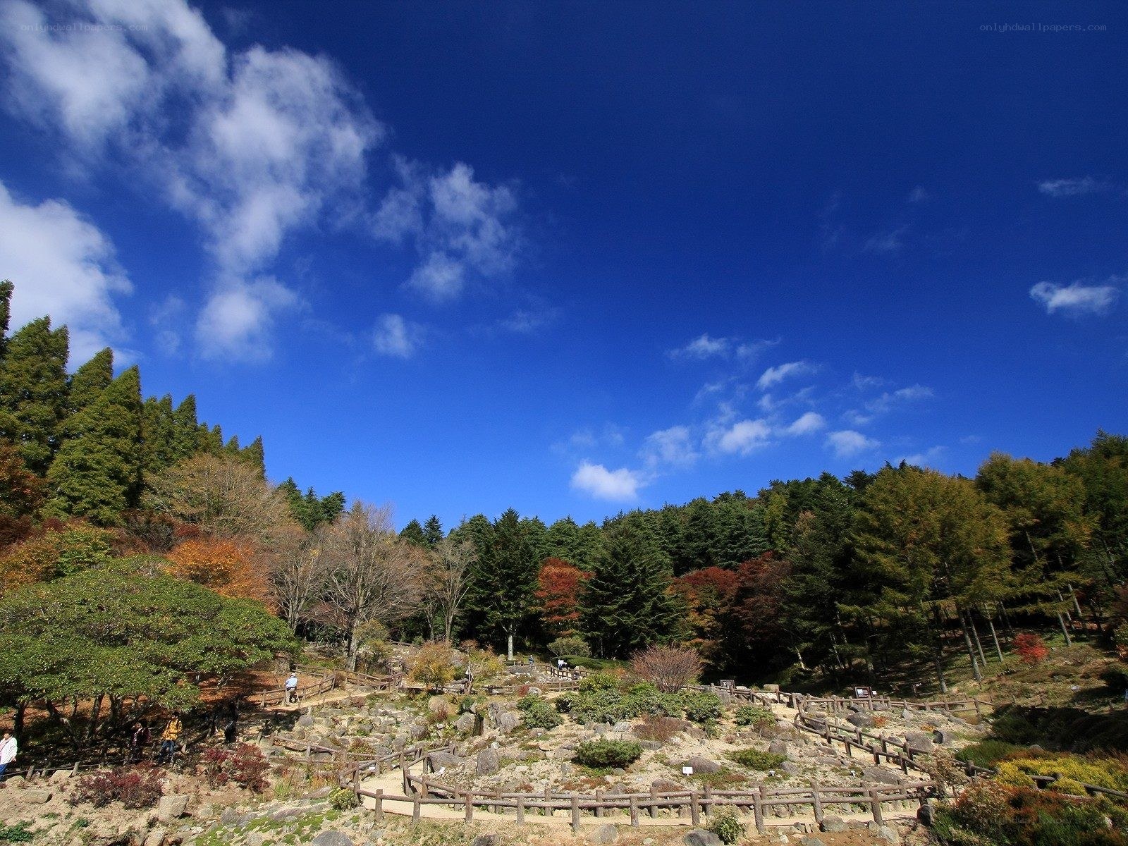 Autumn garden under blue sky
