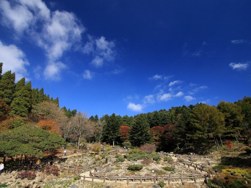Autumn garden under blue sky