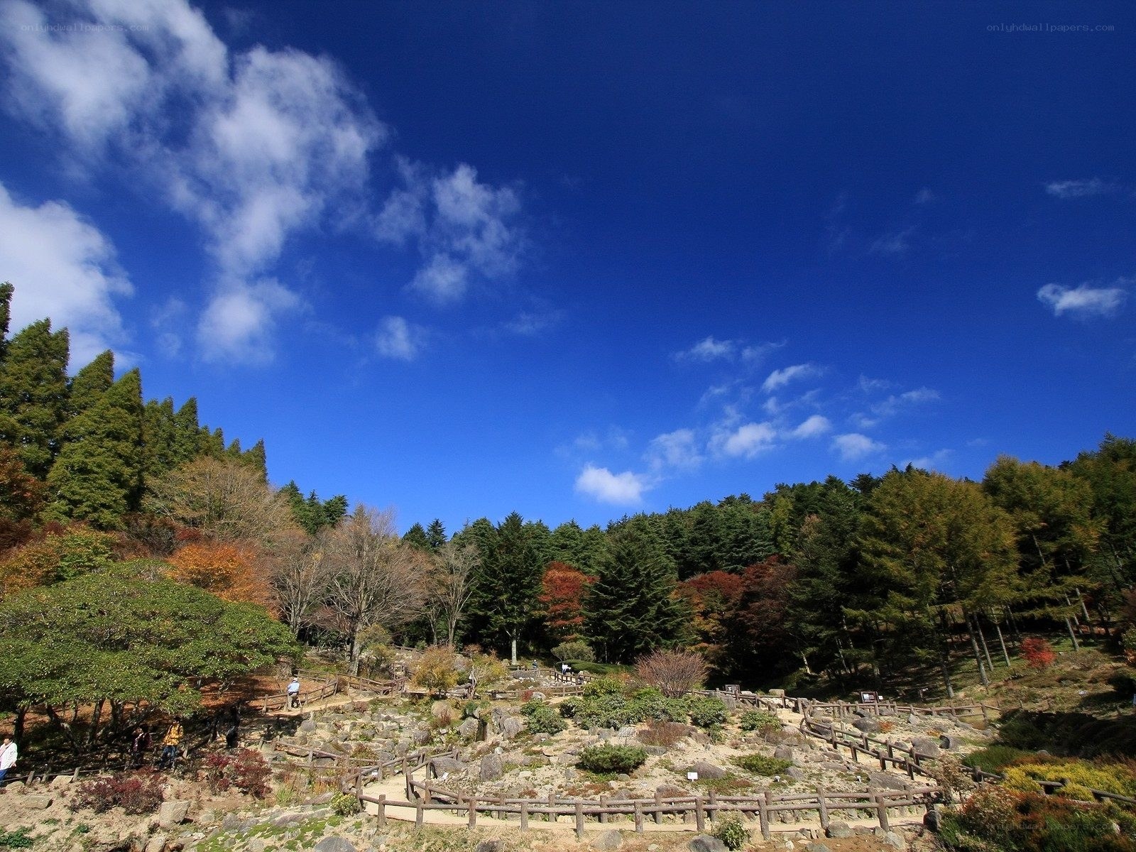 Autumn garden under blue sky
