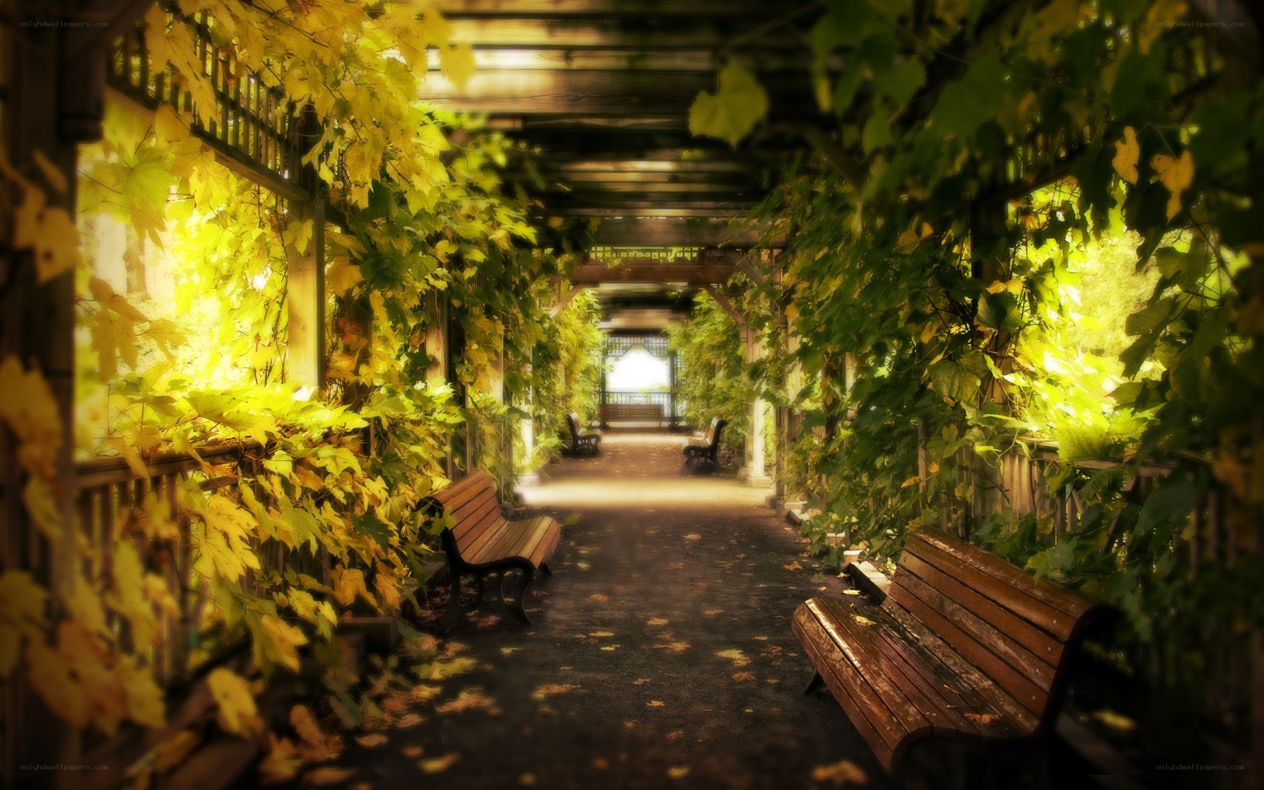 Autumn garden walkway