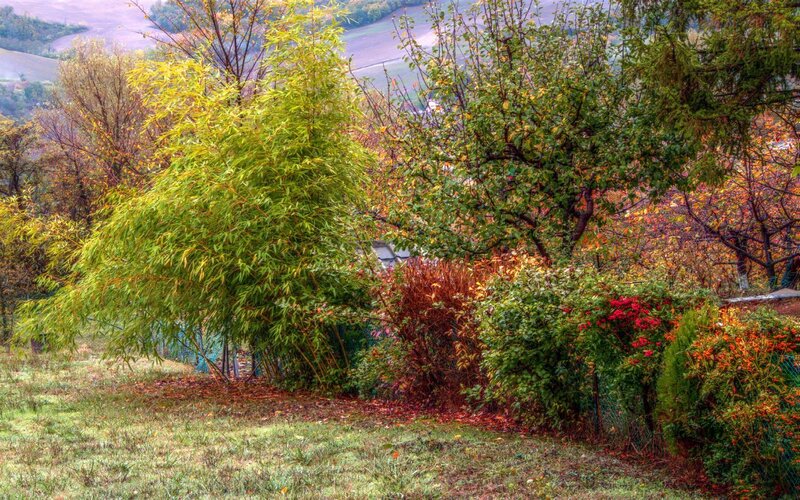 Autumn garden with bamboo and trees
