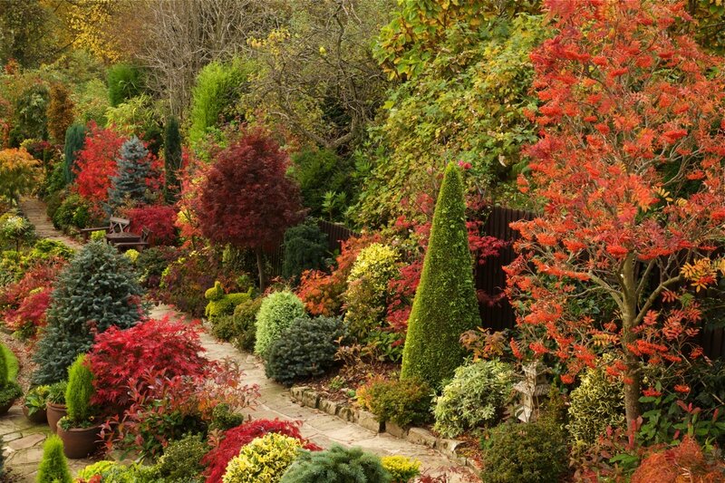 Autumn Garden with Colorful Plants