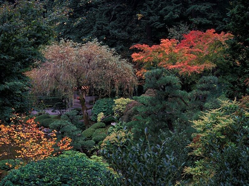autumn garden with colorful trees