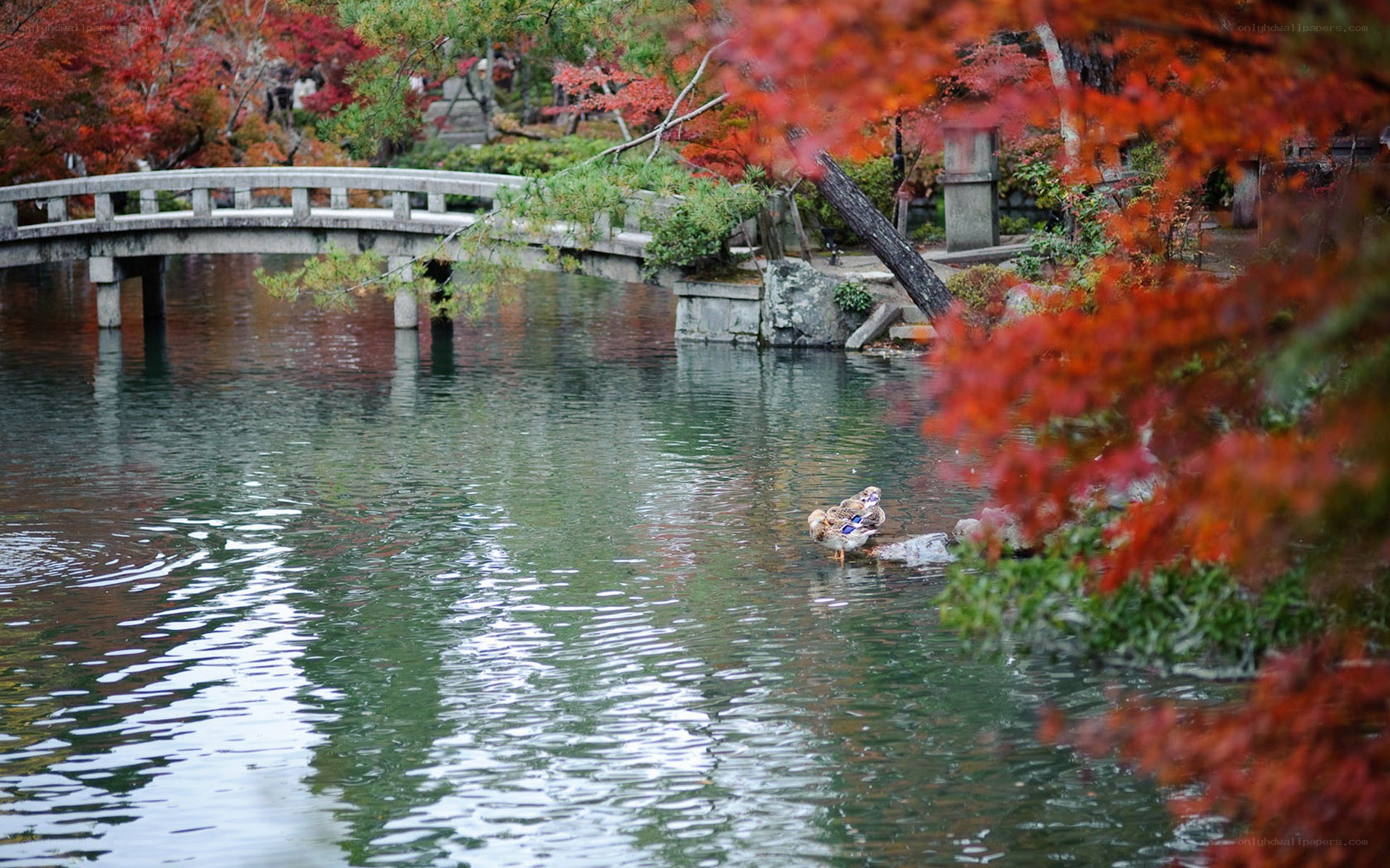 Autumn garden with duck and bridge