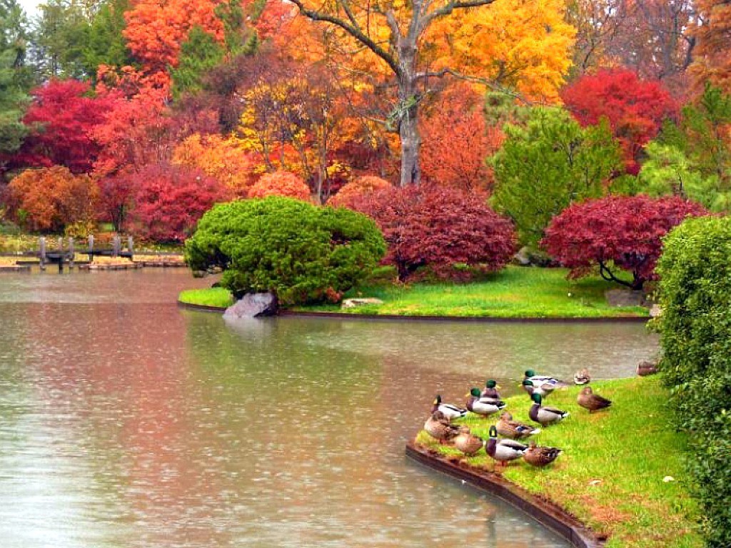 Autumn garden with ducks