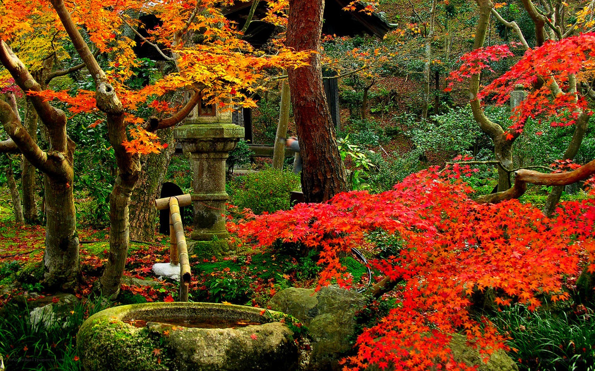 Autumn garden with maple trees