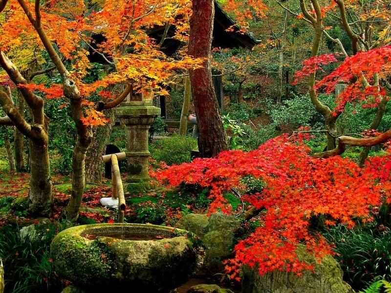 Autumn Garden with Maple Trees — Red, Serene