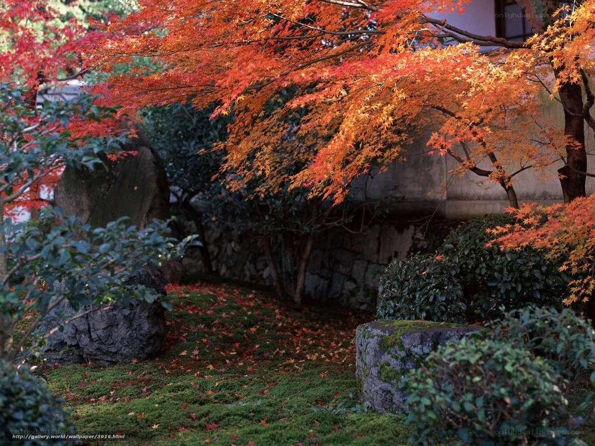 Autumn garden with maple trees