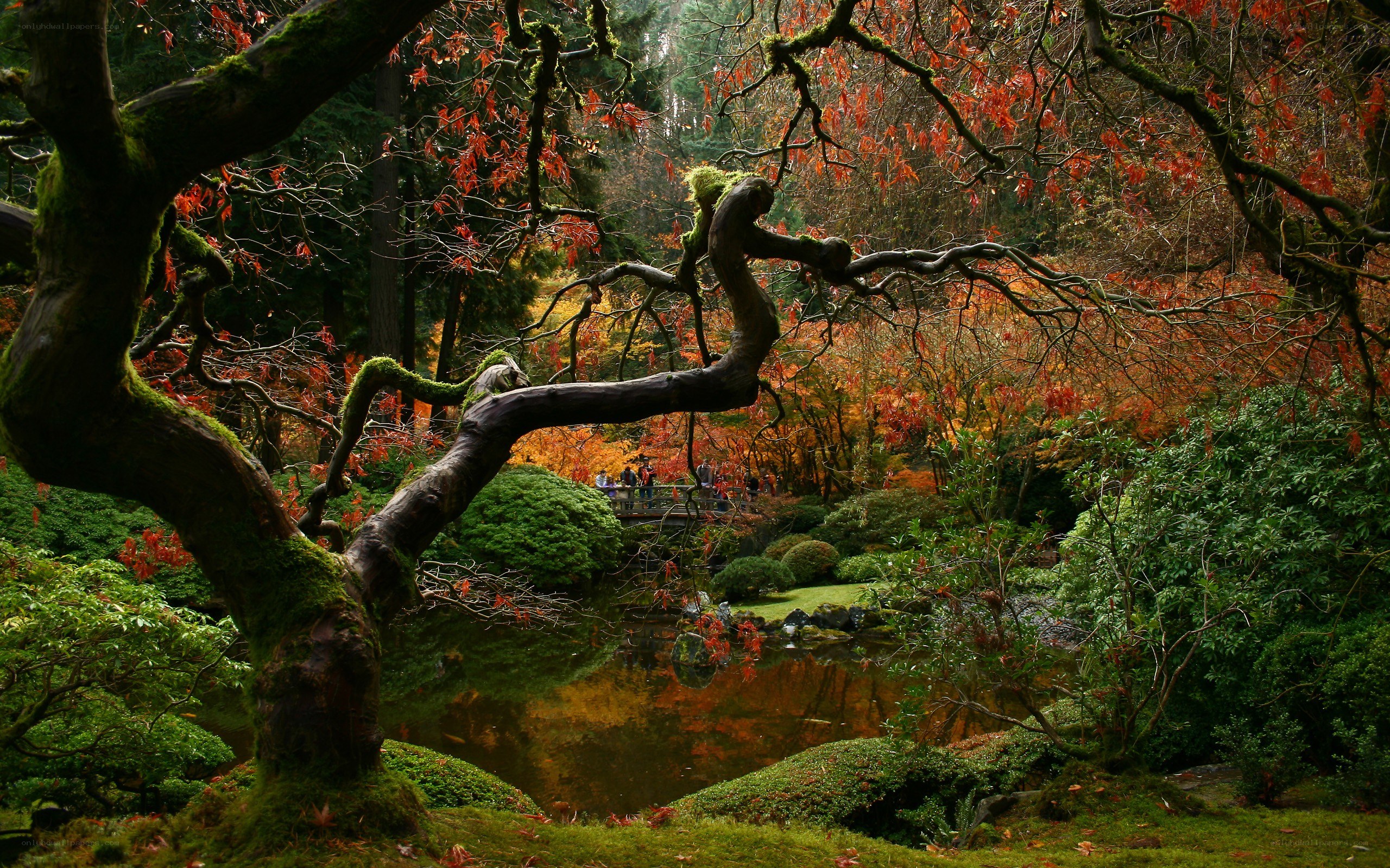 Autumn garden with mossy tree