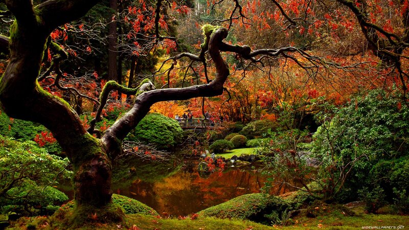 Autumn garden with pond