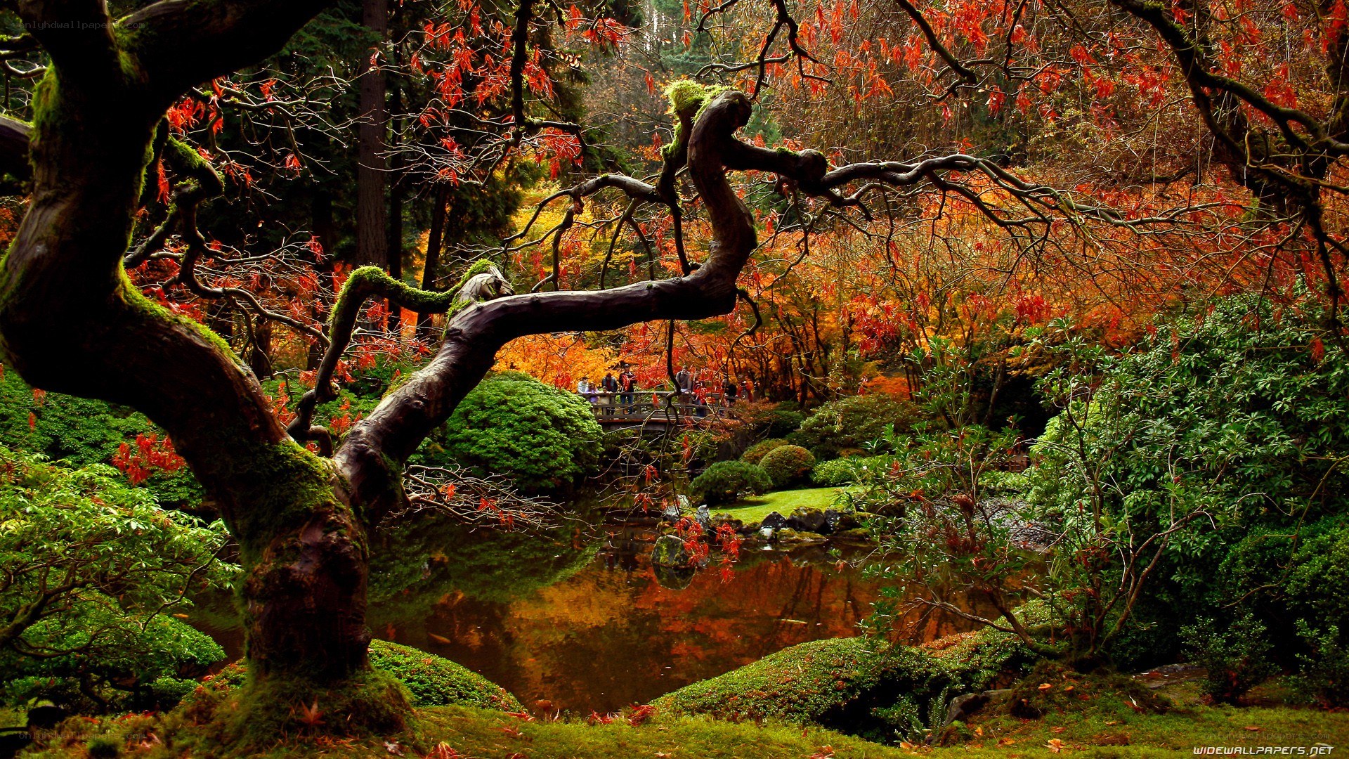 Autumn garden with pond