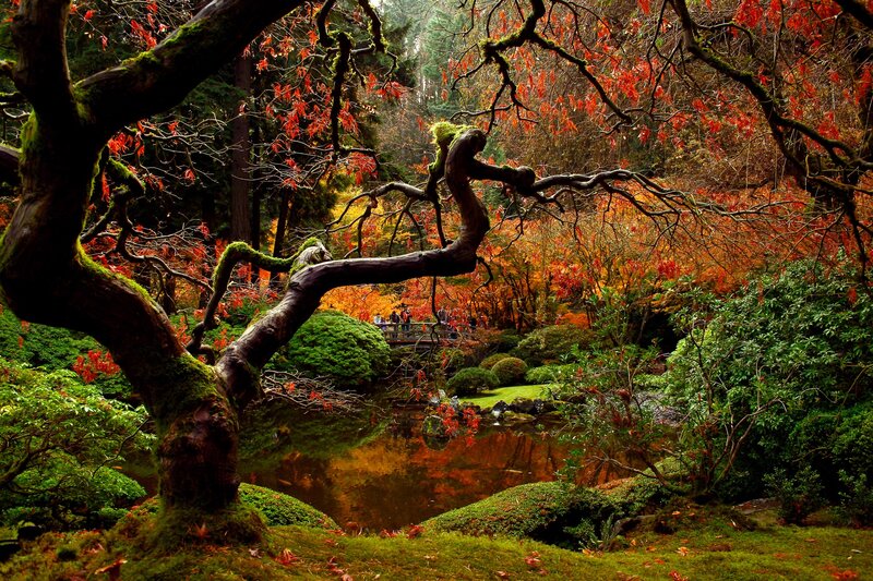 Autumn garden with pond and bridge