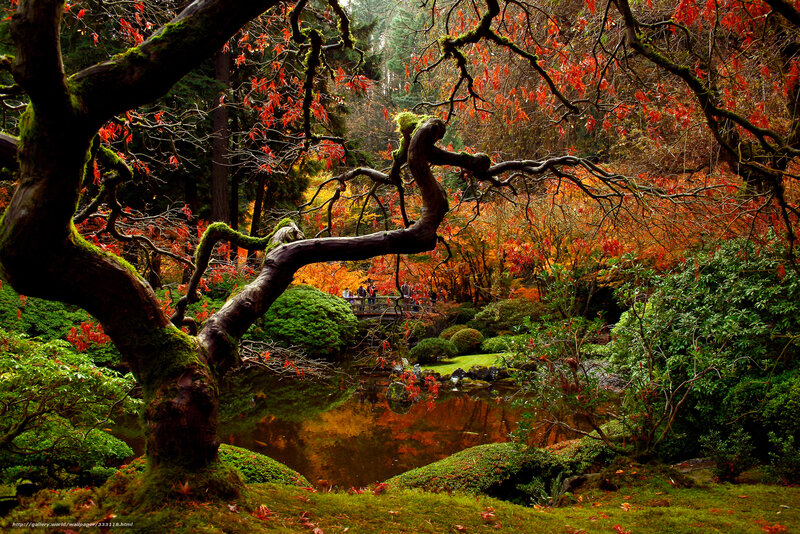 Autumn garden with pond