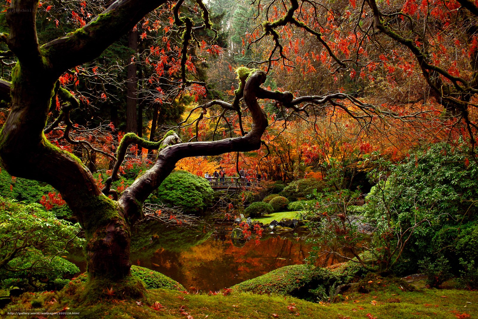 Autumn garden with pond
