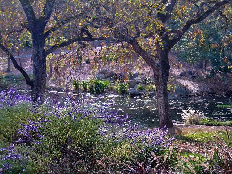 Autumn garden with purple flowers