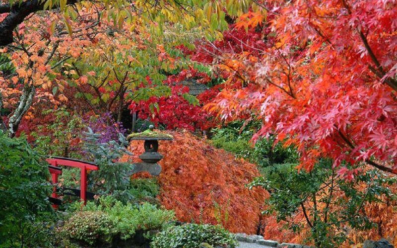 Autumn Garden with Red Bridge — Serene