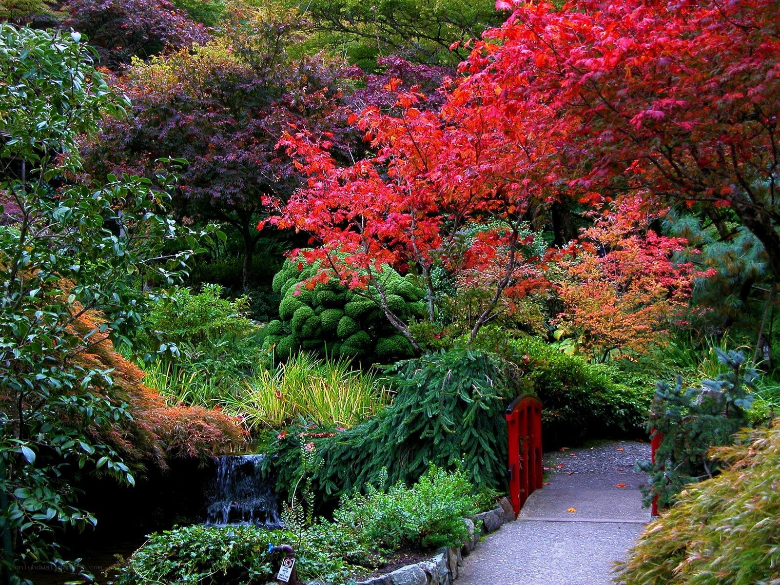 Autumn garden with red bridge