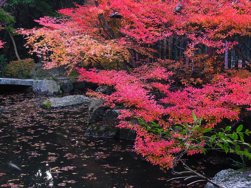 Autumn garden with red foliage