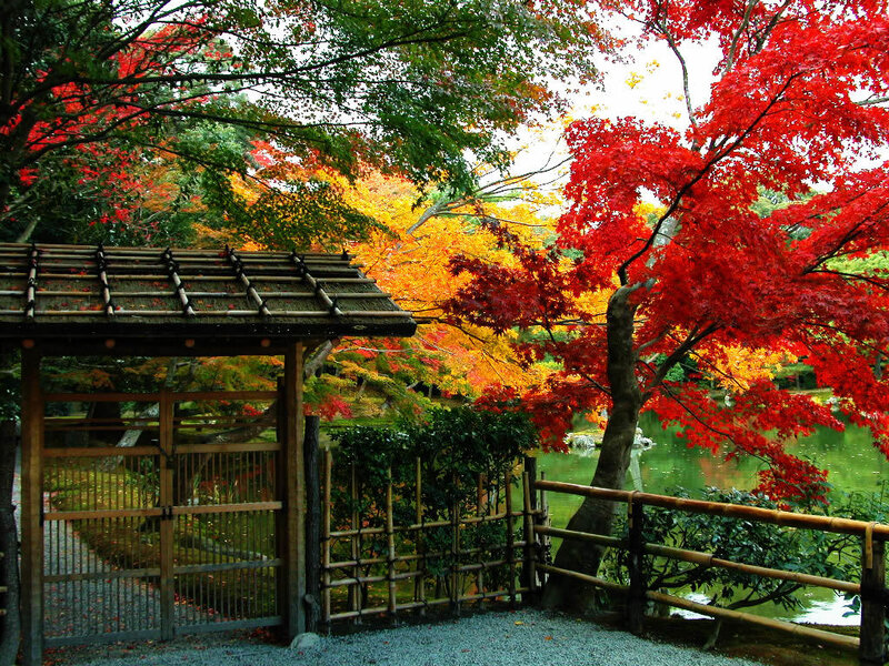Autumn garden with red maple