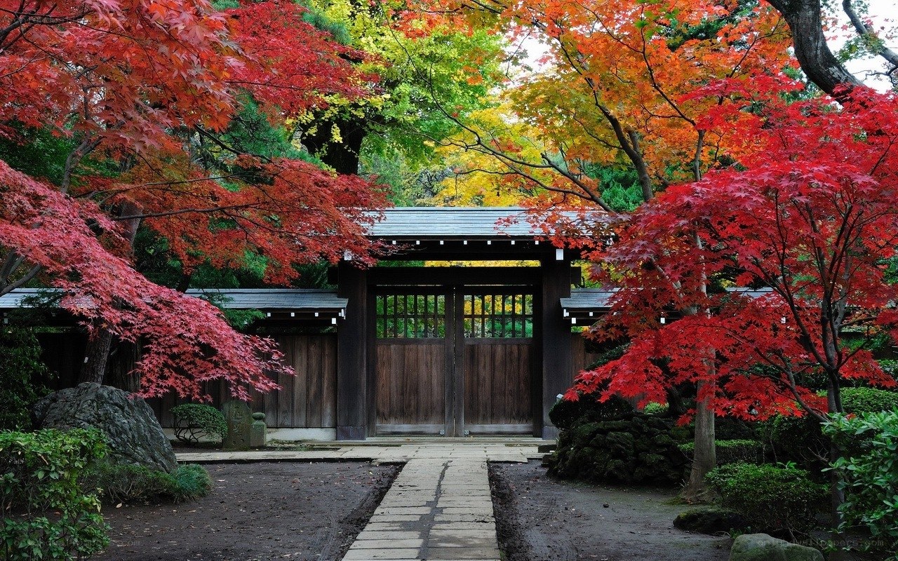 Autumn garden with red maple trees