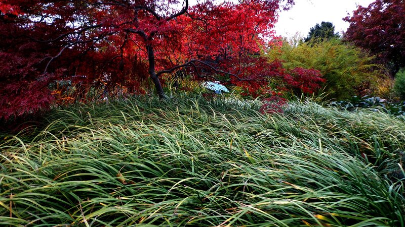 Autumn garden with red trees