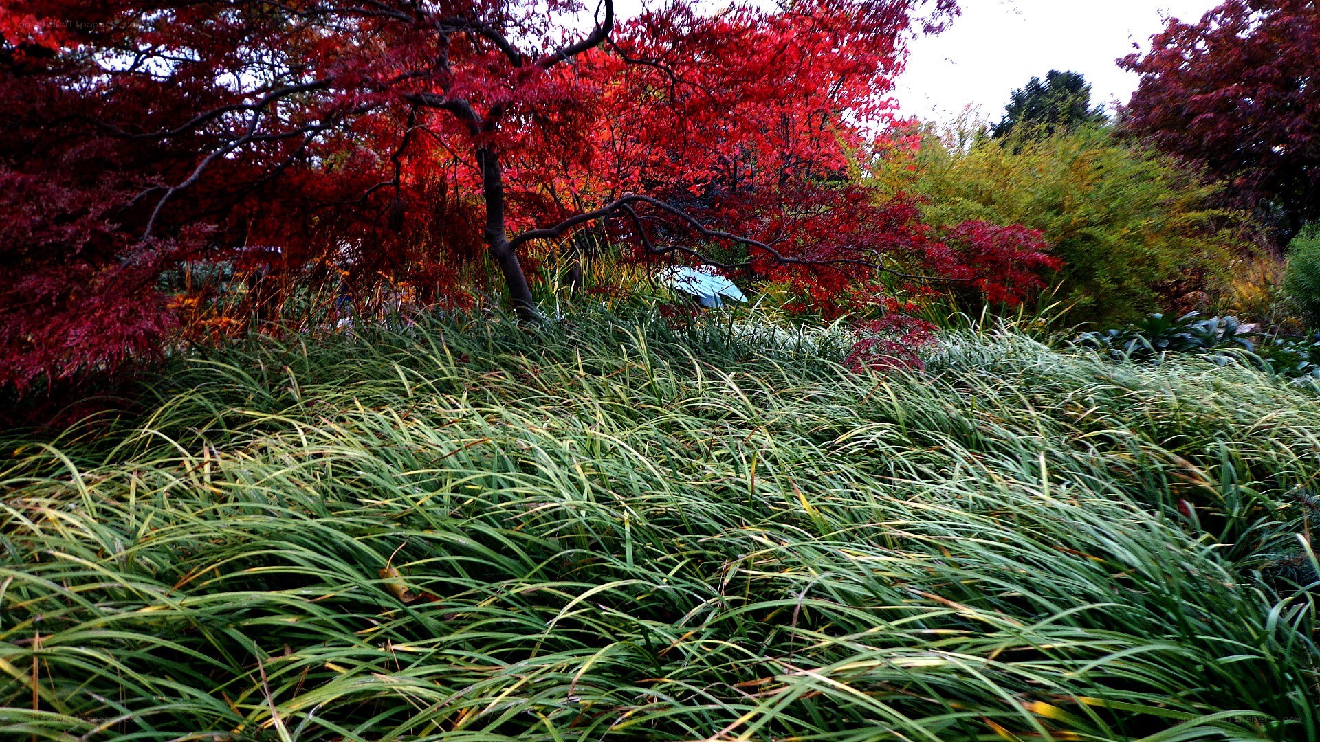 Autumn garden with red trees
