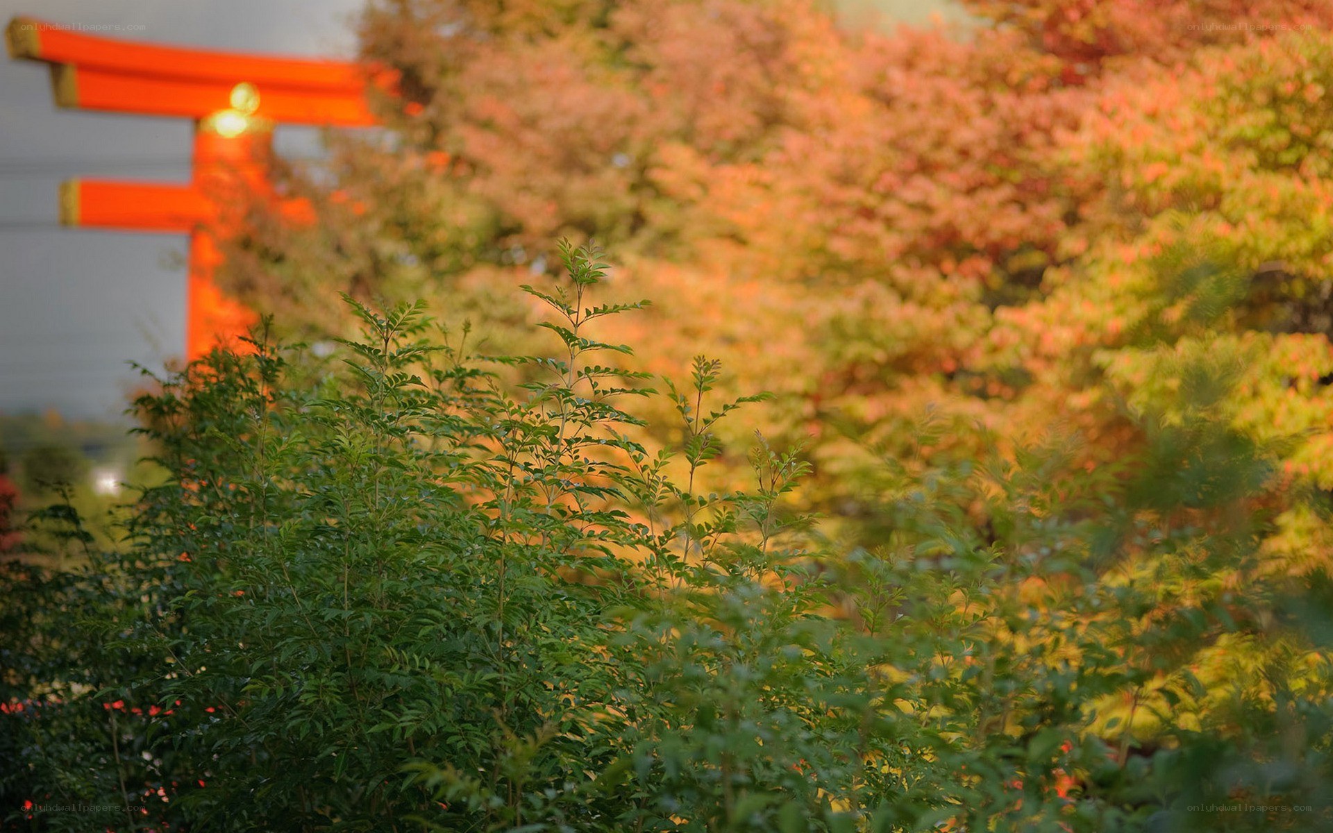 Autumn garden with torii gate