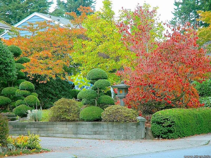 Autumn Garden with Trees