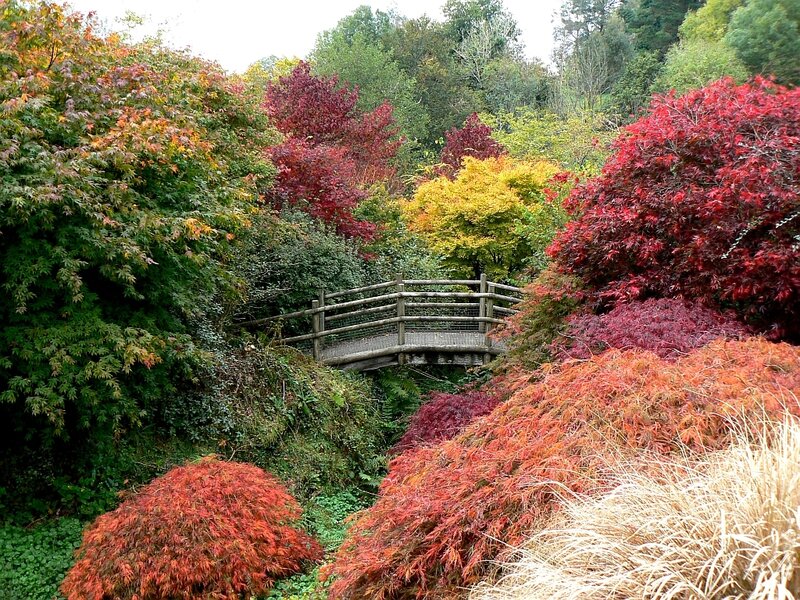 Autumn garden with wooden bridge