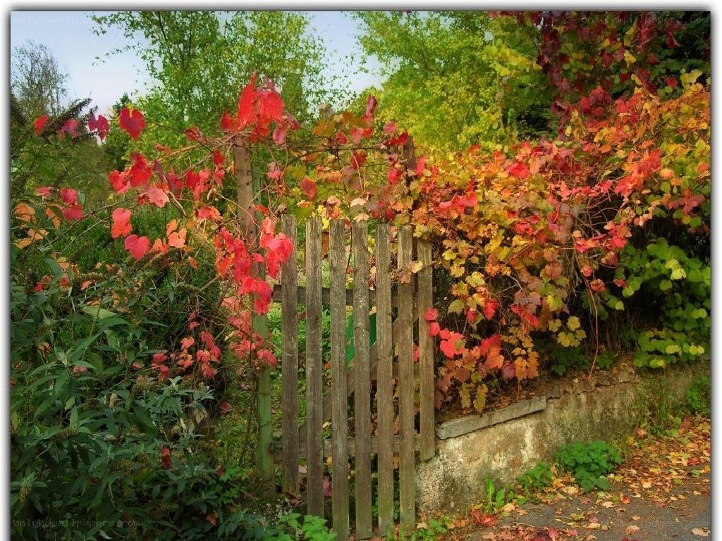 Autumn gate with red leaves