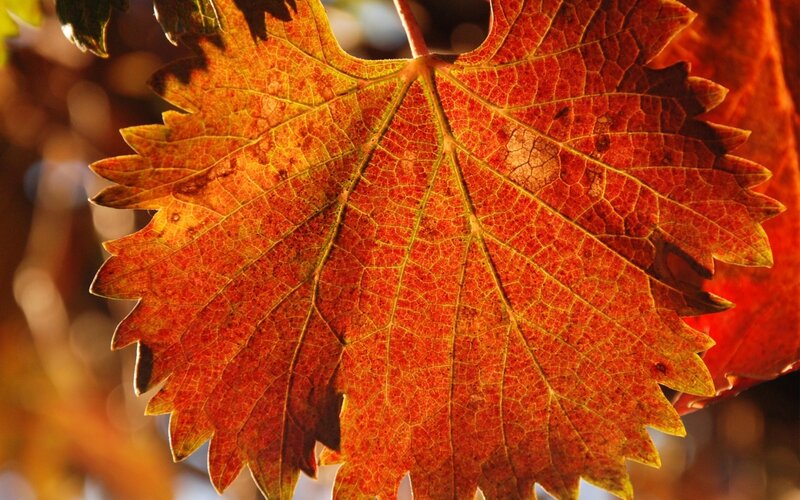 Autumn Grape Leaf — Red
