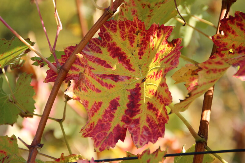 Autumn Grape Leaf
