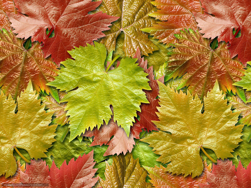 Autumn Grape Leaves — Green